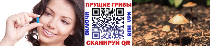 сколько стоит  Талдом  Псилоцибиновые грибы мицелий 